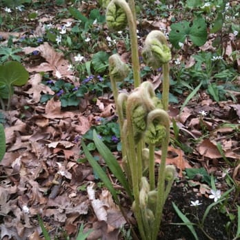 Winkler Botanical Preserve - Fiddlehead ferns - Hiking Near Me - Alexandria, Virginia Winkler Botanical Preserve - Fiddlehead ferns - Hiking Near Me - Alexandria, Virginia