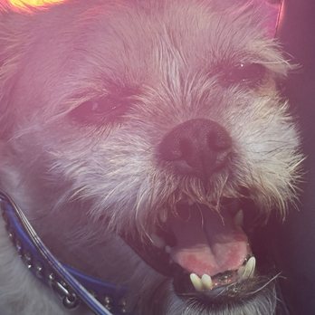 Rosario’s Tacos - gave my dog a taco and she was geeked - Caterers Near Me - San Jose, California Rosario’s Tacos - gave my dog a taco and she was geeked - Caterers Near Me - San Jose, California