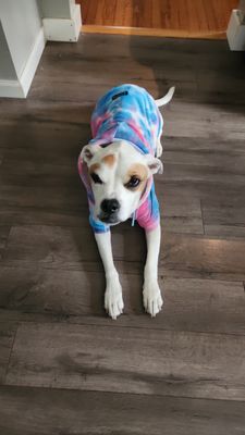 Burnt Hills Veterinary Hospital by null