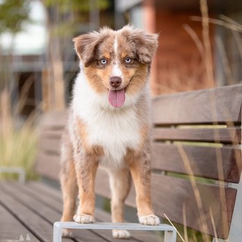 Paws and Play Studio - Pet Photography Near Me