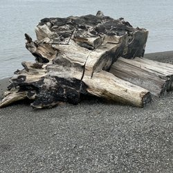 Crab Park - Huge chunks of singed driftwood