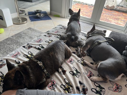 Doggy daycare - I offer premium daycare, boarding and walking options for your furry loved ones. I don't believe in crates and have a fenced in backyard, so the dogs have a great time with their new friends in a safe environment.