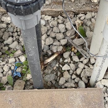 System Pavers - Chicken bones found thrown under our sprinkler manifold where workers has lunch. - Masonry/Concrete Near Me - Rancho Cordova, California
