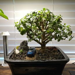 Here is the portulacaria afra plant costing $115 plant and pot. Here is the portulacaria afra plant costing $115 plant and pot.