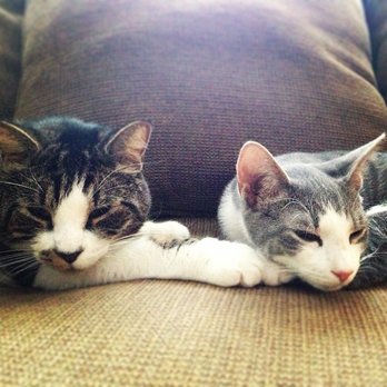 Hope Veterinary Care - We strive to keep our canine and feline friends healthy and happy! - Veterinarians Near Me - Hope, Rhode Island Hope Veterinary Care - We strive to keep our canine and feline friends healthy and happy! - Veterinarians Near Me - Hope, Rhode Island