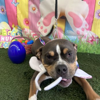 Best Friends Pet Hotel - Benny at the Easter Party. - Pet Groomers Near Me - Carmichael, California Best Friends Pet Hotel - Benny at the Easter Party. - Pet Groomers Near Me - Carmichael, California