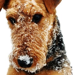 Woodcrest Kennel