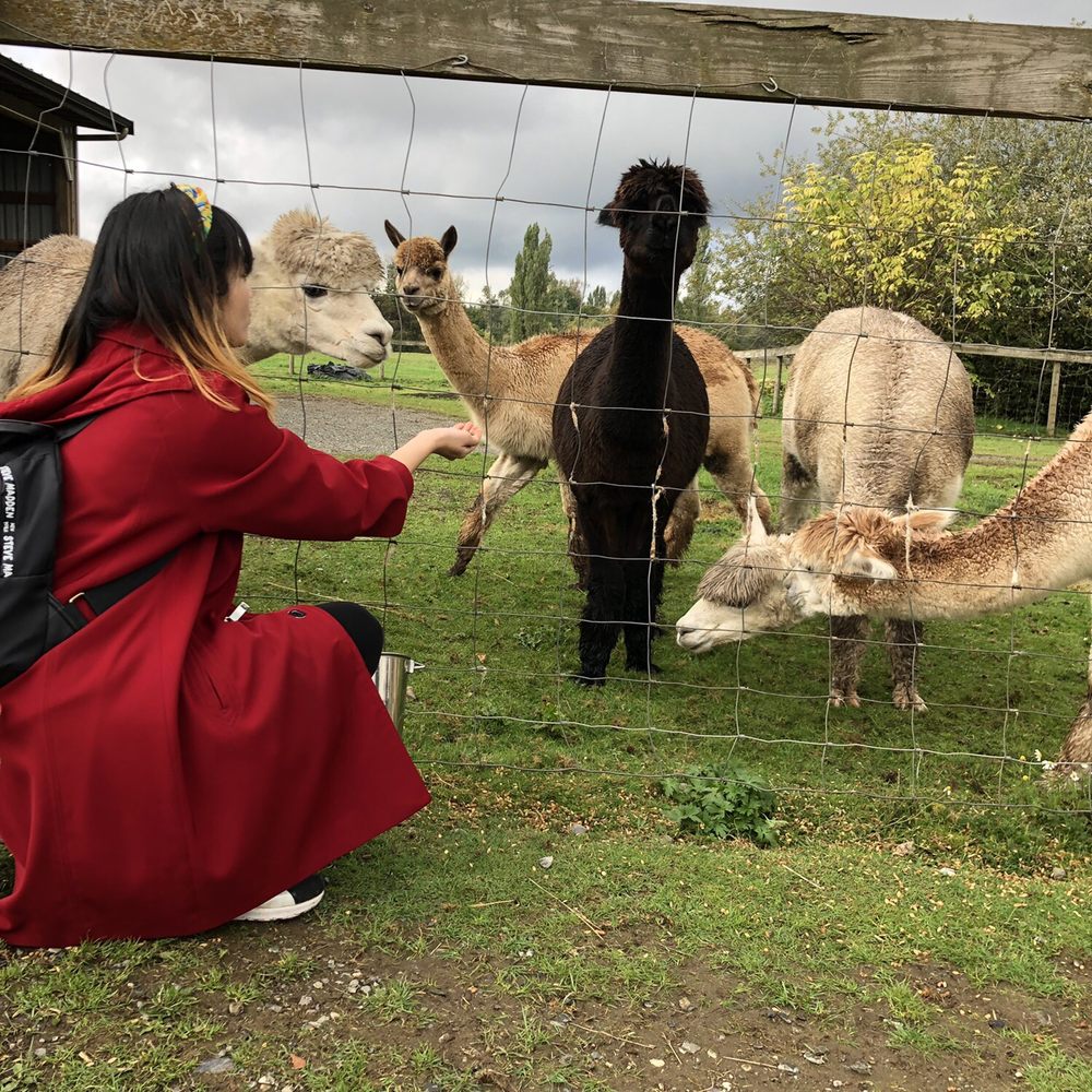 Kensington Prairie Farm - Arts & Crafts Near Me - Langley, British Columbia Kensington Prairie Farm - Arts & Crafts Near Me - Langley, British Columbia
