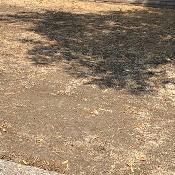 Quality Green - front before - Landscaping Near Me - Los Altos, California