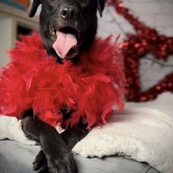 Topa Mountain Animal Hospital - My other 6yr old dog's photoshoot after his annual test & shots