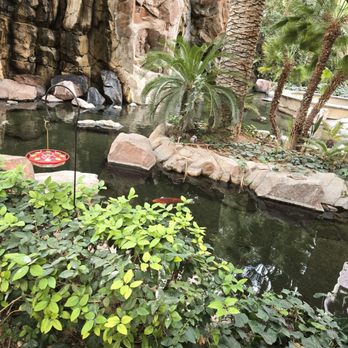 Flamingo Las Vegas - Nice large Koi fish - Hotels Near Me - Las Vegas, Nevada Flamingo Las Vegas - Nice large Koi fish - Hotels Near Me - Las Vegas, Nevada