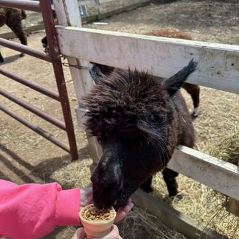 Flamig Farm - Feeding a lama - Farms Near Me - West Simsbury, Connecticut Flamig Farm - Feeding a lama - Farms Near Me - West Simsbury, Connecticut