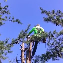 Razors Edge Lawn Care and Tree Work