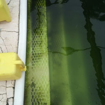 Pool Perfection, LLC - Green Pool - Pool Cleaners Near Me - Cape Coral, Florida Pool Perfection, LLC - Green Pool - Pool Cleaners Near Me - Cape Coral, Florida