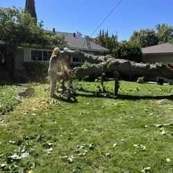 Greenwood Tree Service - Cutting up the first part of the tee that had fallen om top of the house