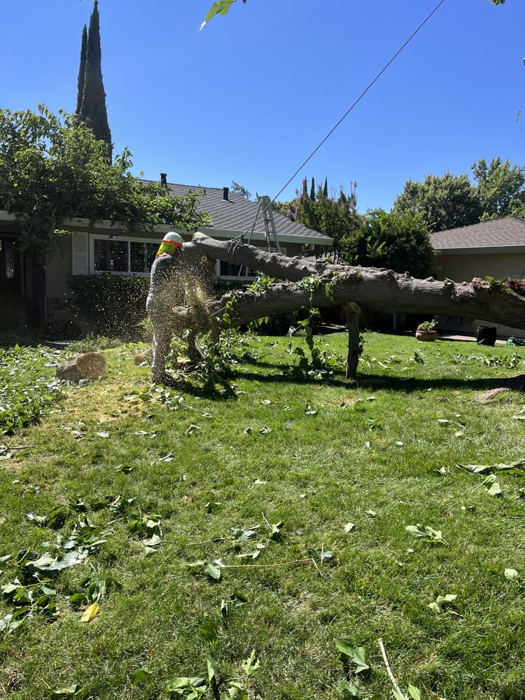 Greenwood Tree Service - tree service in Sacramento, CA