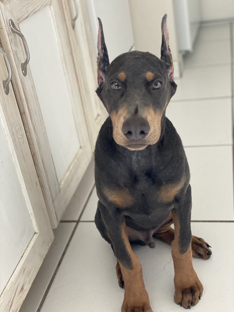 MIDCOUNTY VETERINARY HOSPITAL Updated June 2024 33 Reviews 11368 Okeechobee Blvd, Royal