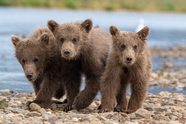 Expeditions Alaska by null