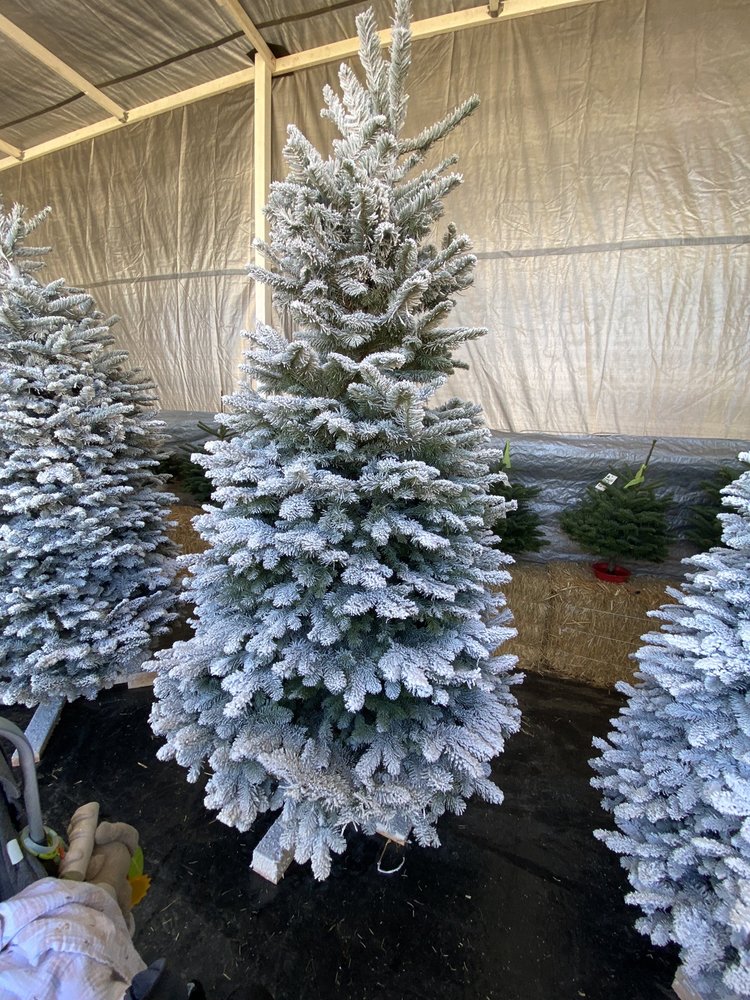 CHRISTMAS TREES Updated August 2024 First & Nees, Fresno