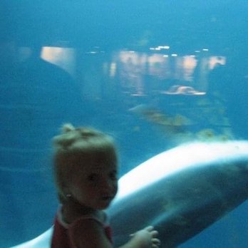 Shedd Aquarium - Summer 2009 - Aquariums Near Me - Chicago, Illinois