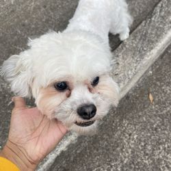 Braggy Bones Grooming