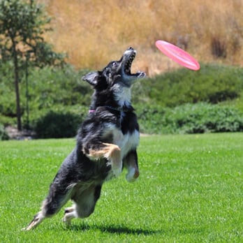 Candy's Dog Salon - Pismo going for the catch! - Pet Groomers Near Me - Fremont, California