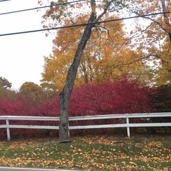 Mount Dessert Island Marathon - Leaves in fall are gorgeous