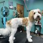 Photo of Grooming at Tiffany’s