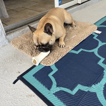 Brandon Lakes Animal Hospital - Jaxon Samuel - Veterinarians Near Me - Riverview, Florida