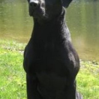 Diamond Brook Kennels - Pet Groomers Near Me - Brandon, Vermont Diamond Brook Kennels - Pet Groomers Near Me - Brandon, Vermont