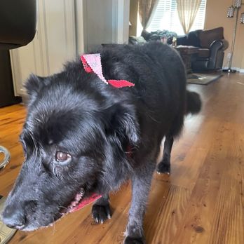 Dog Camp Groom - Dog after groom - Pet Groomers Near Me Dog Camp Groom - Dog after groom - Pet Groomers Near Me