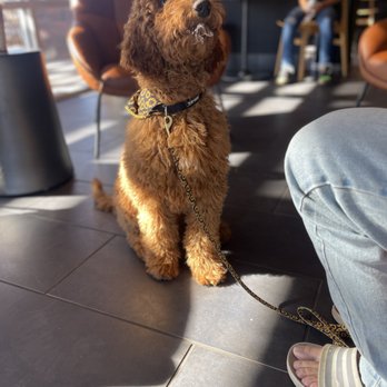 Snickersdoodles - Here he is at 4 months old getting his first Pupperocino at Starbucks - Pet Breeders Near Me
