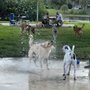 Woofing Waters Dog Park