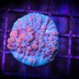 Photo of Blue Earth Corals & Aquariums