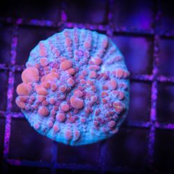 Blue Earth Corals & Aquariums