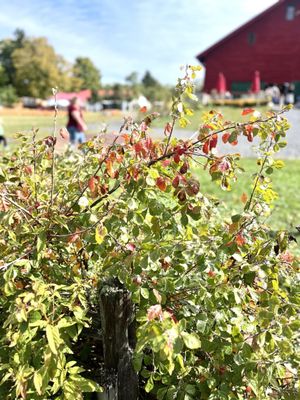 Hurds Family Farm by null