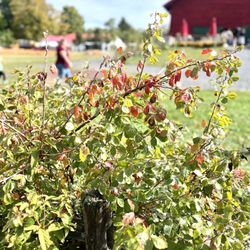 Hurds Family Farm - Foliage Is Power