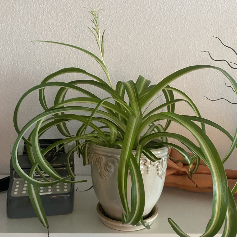 Green Lady Gardens - Spider Plant - Nurseries & Gardening Near Me - Denver, Colorado Green Lady Gardens - Spider Plant - Nurseries & Gardening Near Me - Denver, Colorado