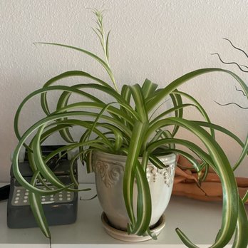 Green Lady Gardens - Spider Plant - Nurseries & Gardening Near Me - Denver, Colorado