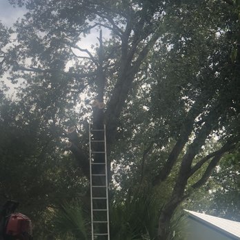 Tree Service Sarasota - Tree Services Near Me Tree Service Sarasota - Tree Services Near Me