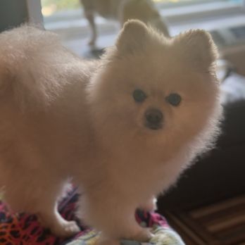 Petco - Before they scalped my baby and after! I warn you to never I repeat NEVER take your Pomeranian to them to be groomed!!! - Pet Training Near Me - Meridian, Mississippi Petco - Before they scalped my baby and after! I warn you to never I repeat NEVER take your Pomeranian to them to be groomed!!! - Pet Training Near Me - Meridian, Mississippi