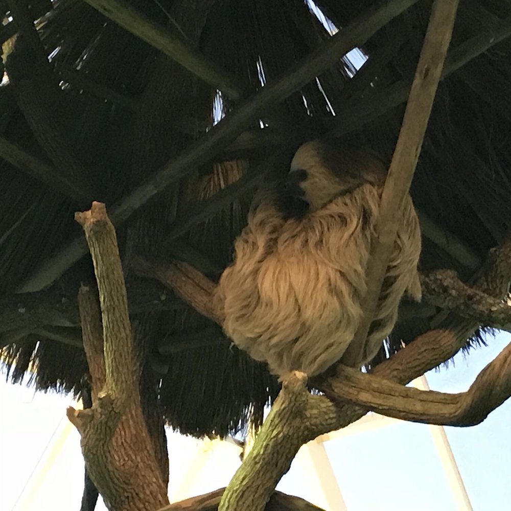 Texas State Aquarium - Sloth - Aquariums Near Me - Corpus Christi, Texas Texas State Aquarium - Sloth - Aquariums Near Me - Corpus Christi, Texas