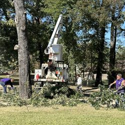 Wilson's Tree Service - Tree removal and cleanup