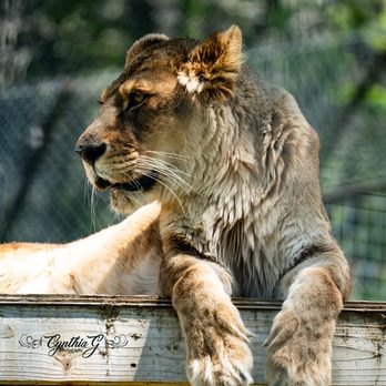 Project Survival's Cat Haven - Zoos Near Me - Dunlap, California