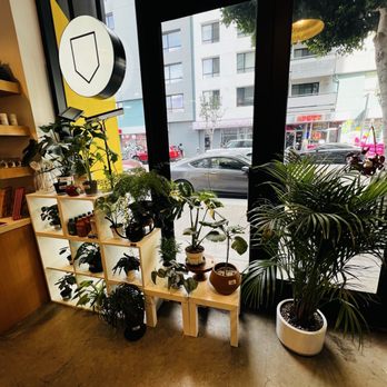 Yoboseyo Superette - Plants - Coffee & Tea Near Me - Los Angeles, California Yoboseyo Superette - Plants - Coffee & Tea Near Me - Los Angeles, California