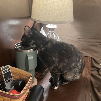 Houston SPCA - Maka testing my water.  Adopted 2/18/24 - Animal Shelters Near Me - Houston, Texas