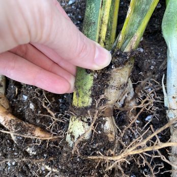 Plant Safari - Roots suffocating from being rubber-banded together - Nurseries & Gardening Near Me - Upland, California Plant Safari - Roots suffocating from being rubber-banded together - Nurseries & Gardening Near Me - Upland, California