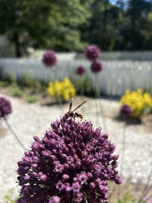 Colonial Williamsburg by null