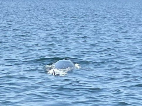 Ocean River Institute by null