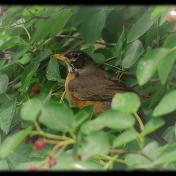 Oronoco Bay Park - An American robin hides amongst the leaves in one of the park's trees. - Parks Near Me - Alexandria, Virginia